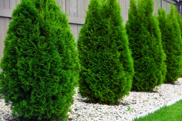 Arborvitae Planting in Sandy