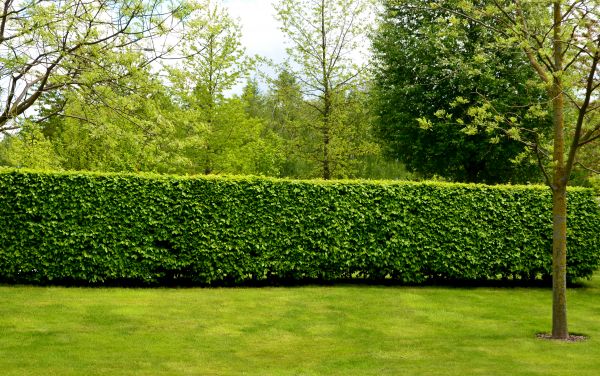 Hedge Planting in Sandy