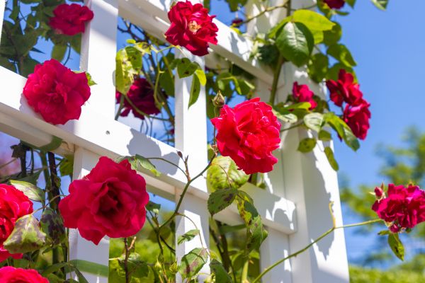 Home Gardening Service in Sandy