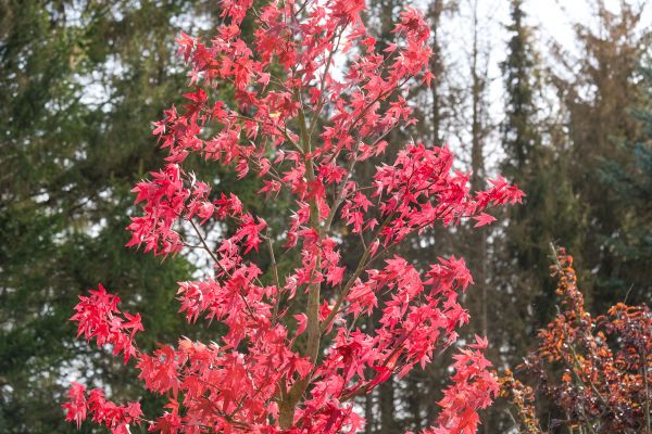 Japanese Maple Planting in Sandy