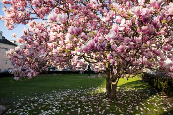 Magnolia Tree Planting in Sandy