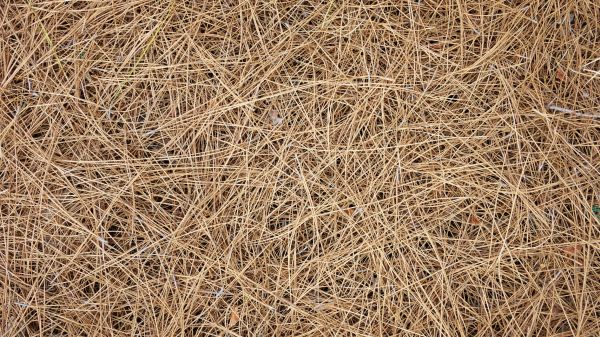 Pine Needles Delivery in Sandy