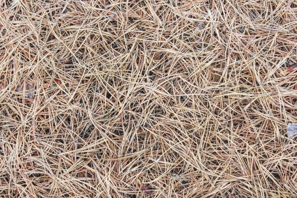 Pine Straw Installation in Sandy