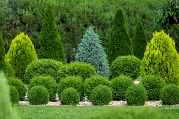 Shrub Installation