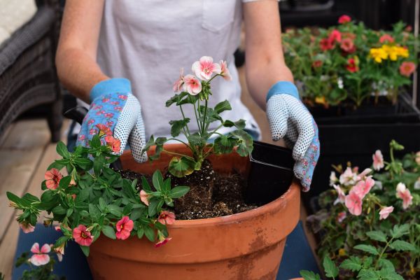 Plant Care Service in Sandy