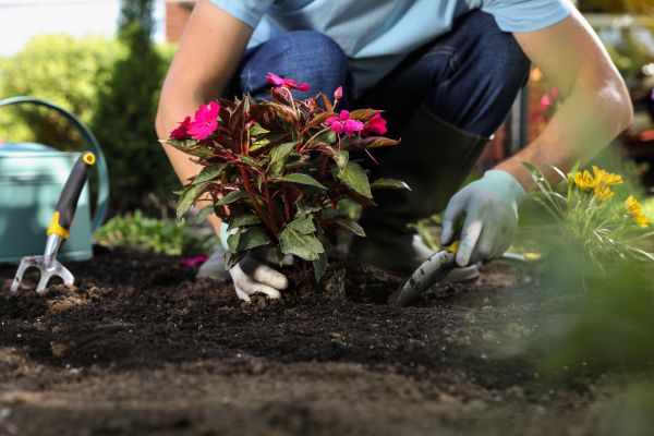 Plant Installation in Sandy