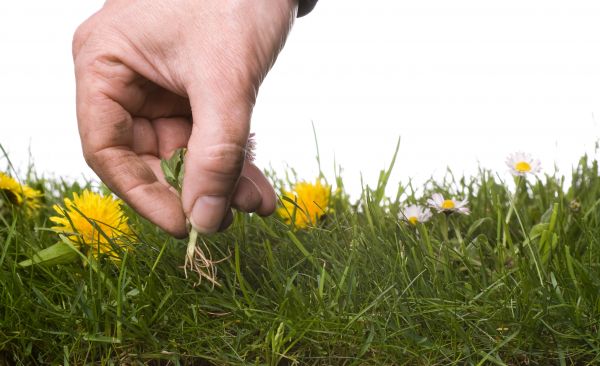 Lawn Weeding Service