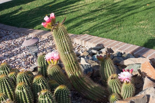 Desert Landscaping in Sandy