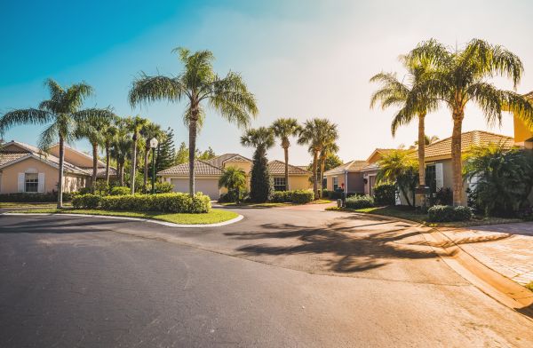 Palm Tree Landscaping in Sandy