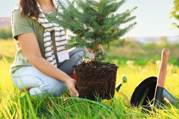 Spruce Tree Planting in Sandy