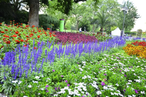 Perennials Planting Service