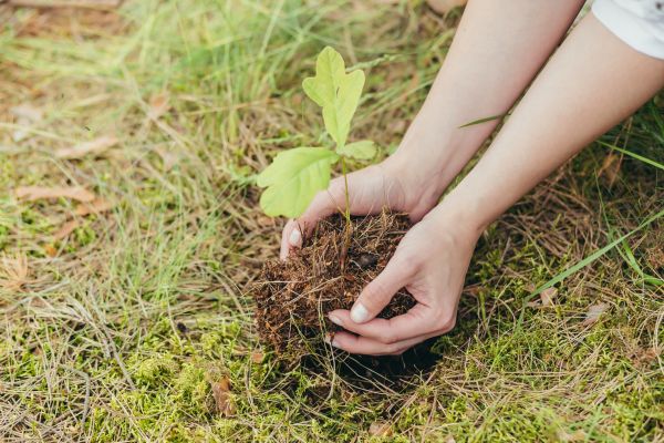 Oak Tree Planting in Sandy