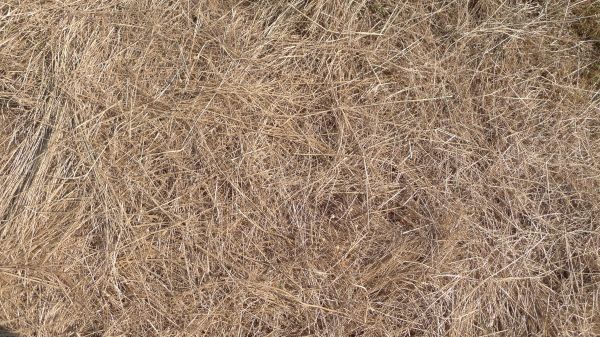 Pine Straw Replacement in Sandy