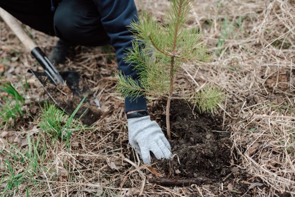 Pine Tree Planting in Sandy