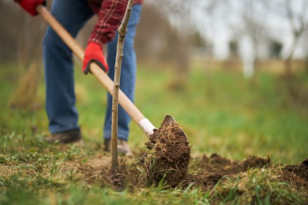 Trees Planting in Sandy