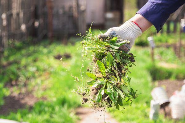 Bed Weeding