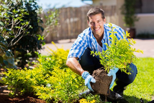Shrub Landscaping Service
