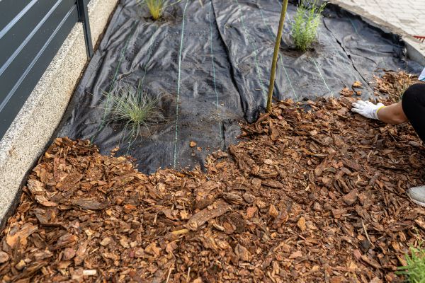 Pine Bark Spreading in Sandy