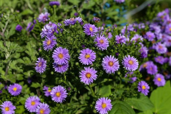 Perennial Flower Planting Service