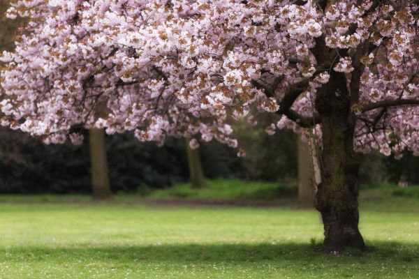 Cherry Tree Planting in Sandy