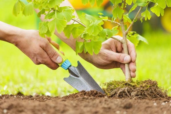 Fruit Tree Planting in Sandy