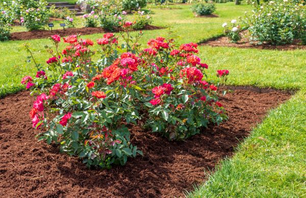 Garden Mulch Laying