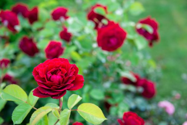 Rose Planting in Sandy