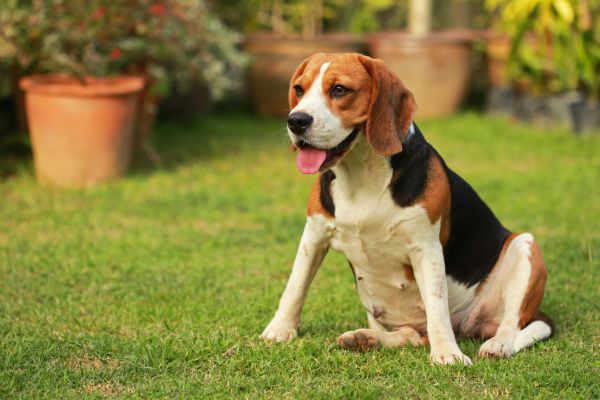 Dog Friendly Landscaping in Sandy