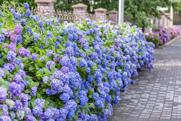 Hydrangea Landscaping in Sandy