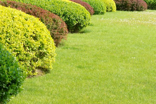 Shrubbery Planting in Sandy