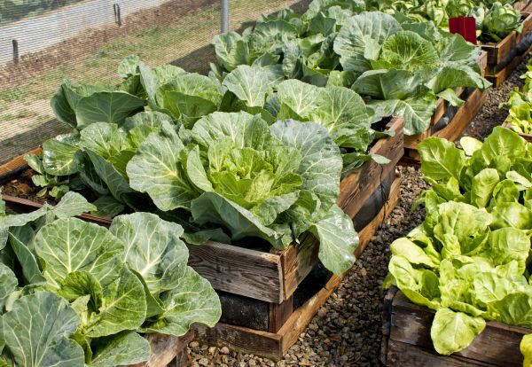 Raised Vegetable Bed Service