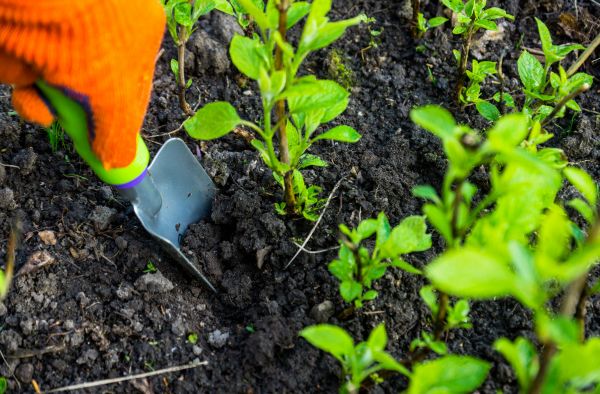 Hydrangea Planting in Sandy