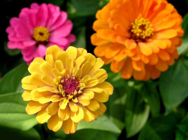 Zinnia Planting Service