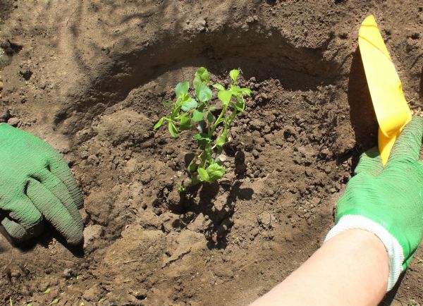 Rose Bush Planting in Sandy
