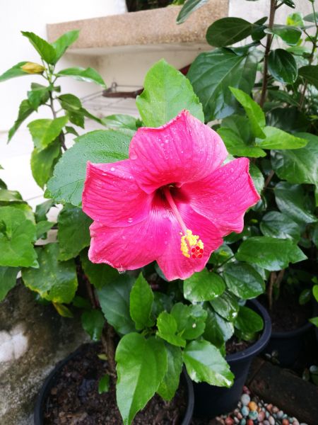 Hibiscus Planting in Sandy