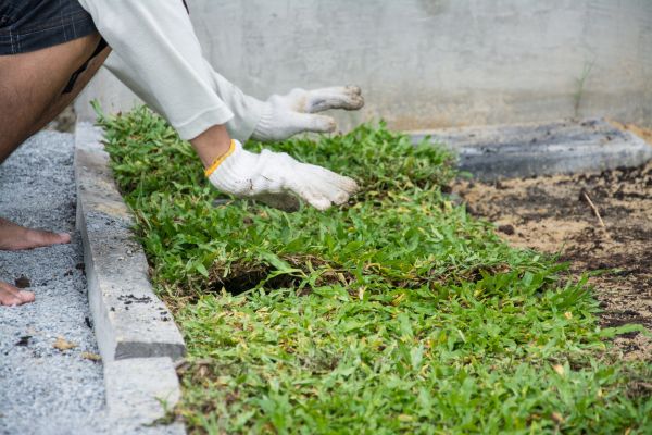 Ground Cover Planting in Sandy