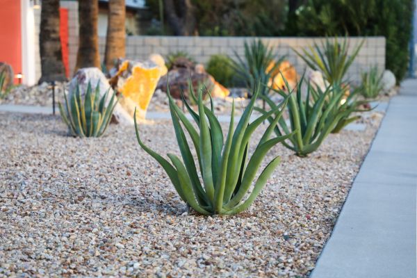Drought Resistant Landscaping in Sandy