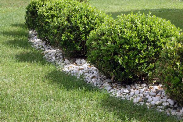 Boxwood Planting in Sandy