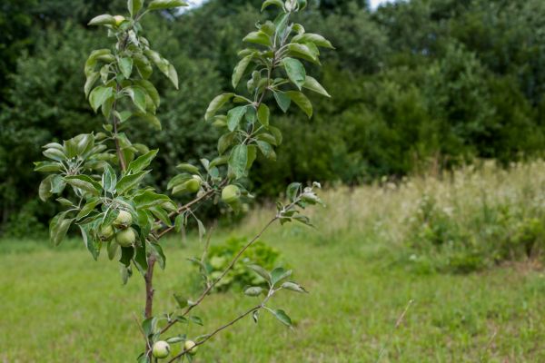 Apple Tree Planting in Sandy