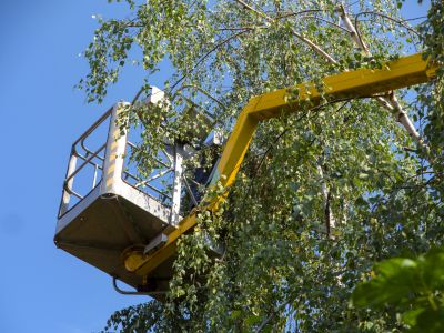 Tree Cabling Service