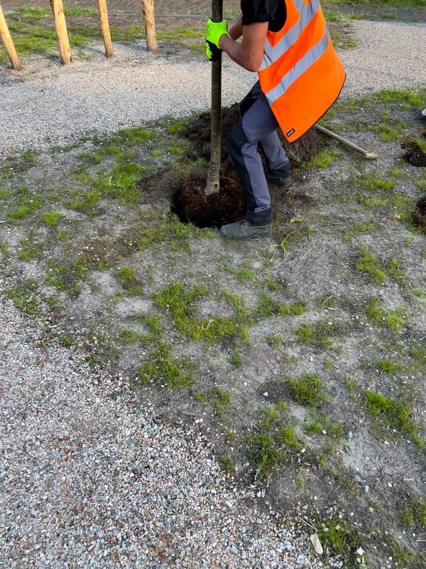 Tree Planting Service